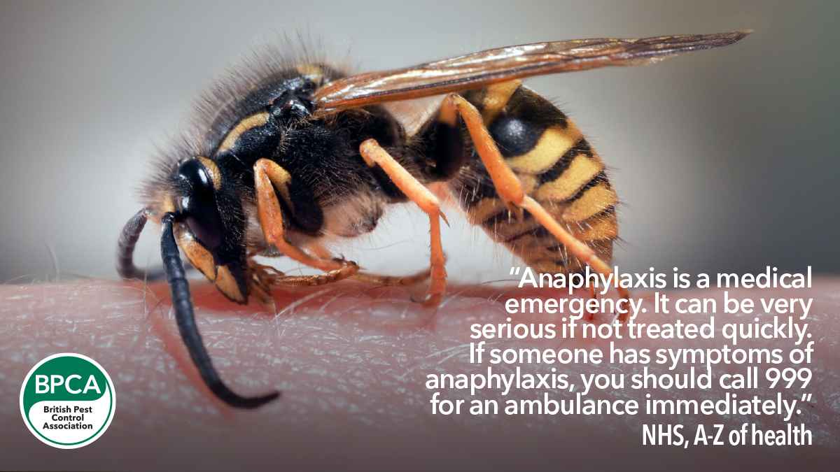 Wasps stings and Anaphylaxis in the UK common and german Wasps stings and Anaphylaxis in the UK common and german